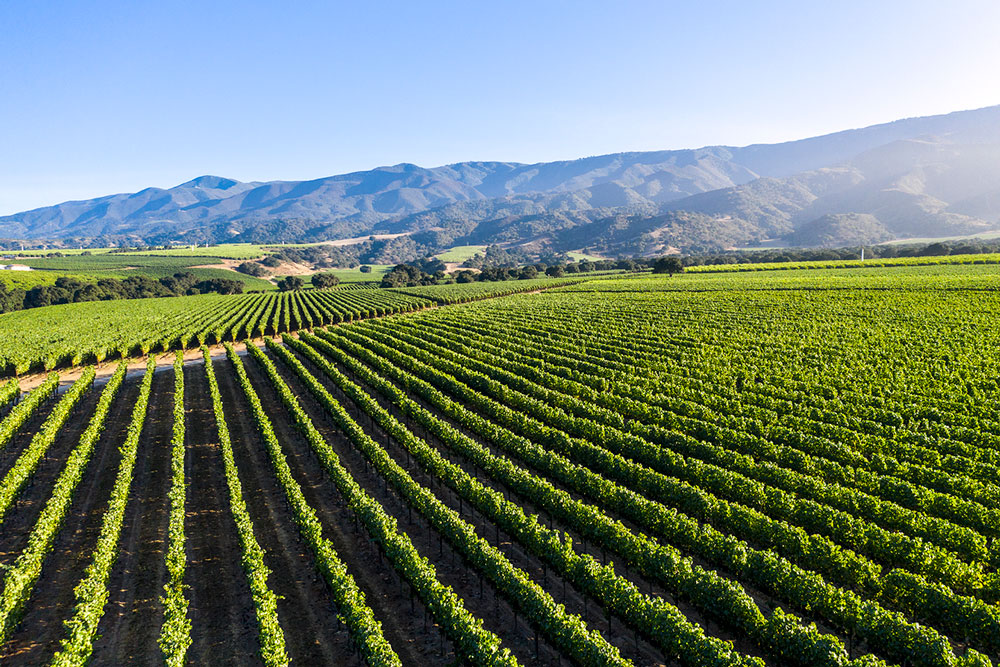 Garys' Vineyard Pano