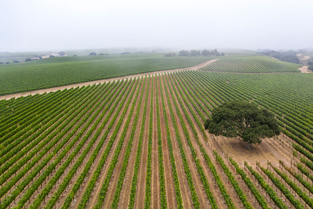 Soberanes Vineyard Fog