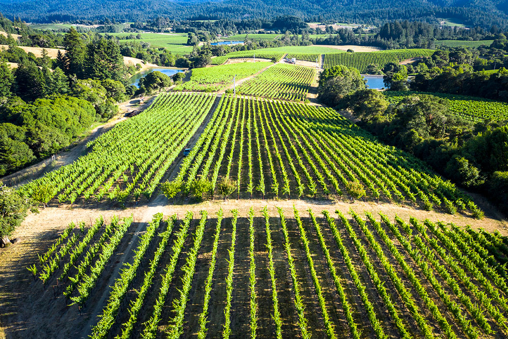 Twomey Philo Vineyard