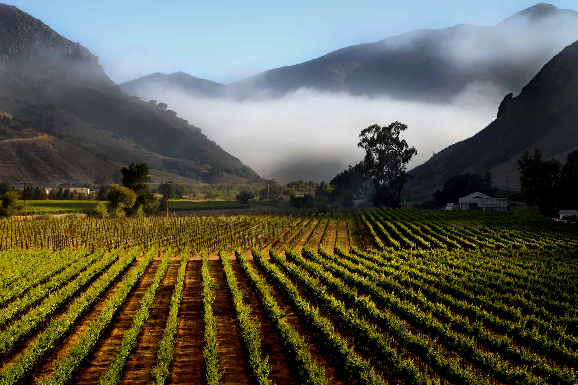 Scenic view of Bien Nacido Vineyard