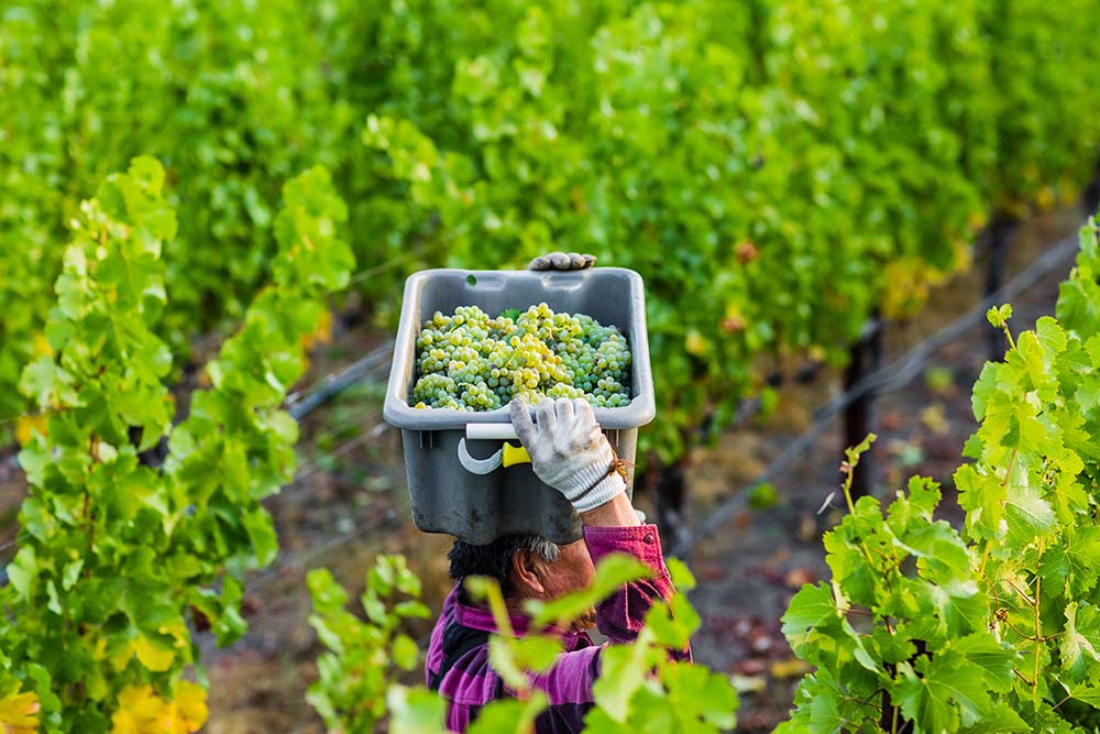 Picking sauvignon blanc grapes