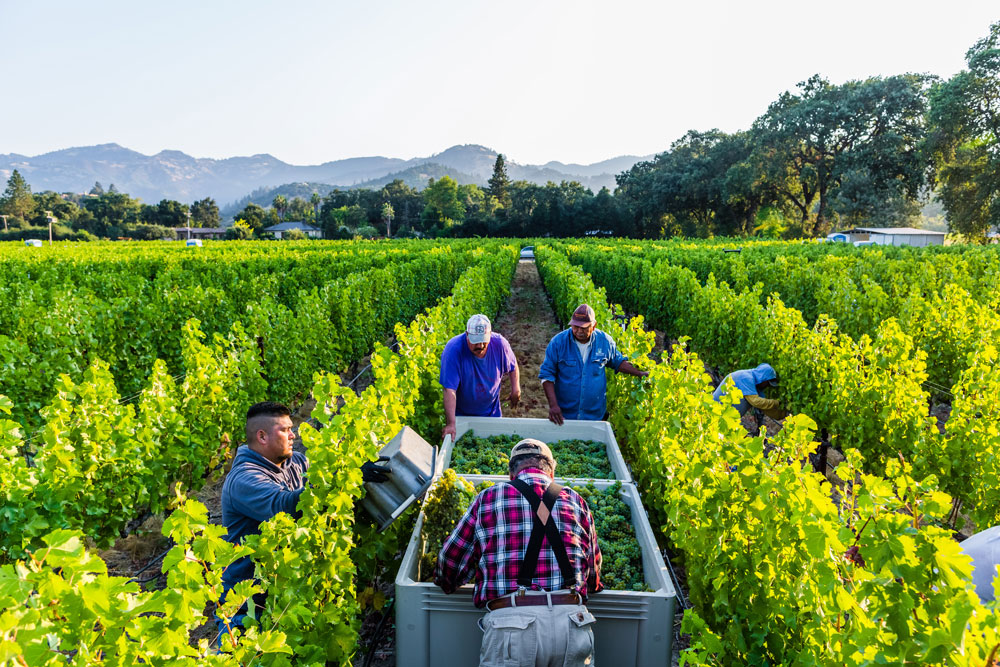 Sauvignon Blanc harvest at Calistoga Estate Vineyard
