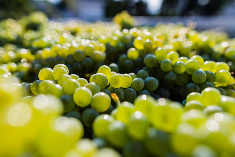 Sauvignon Blanc from Calistoga Estate Vineyard