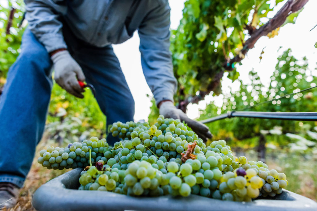 Harvesting Sauvignon Blanc