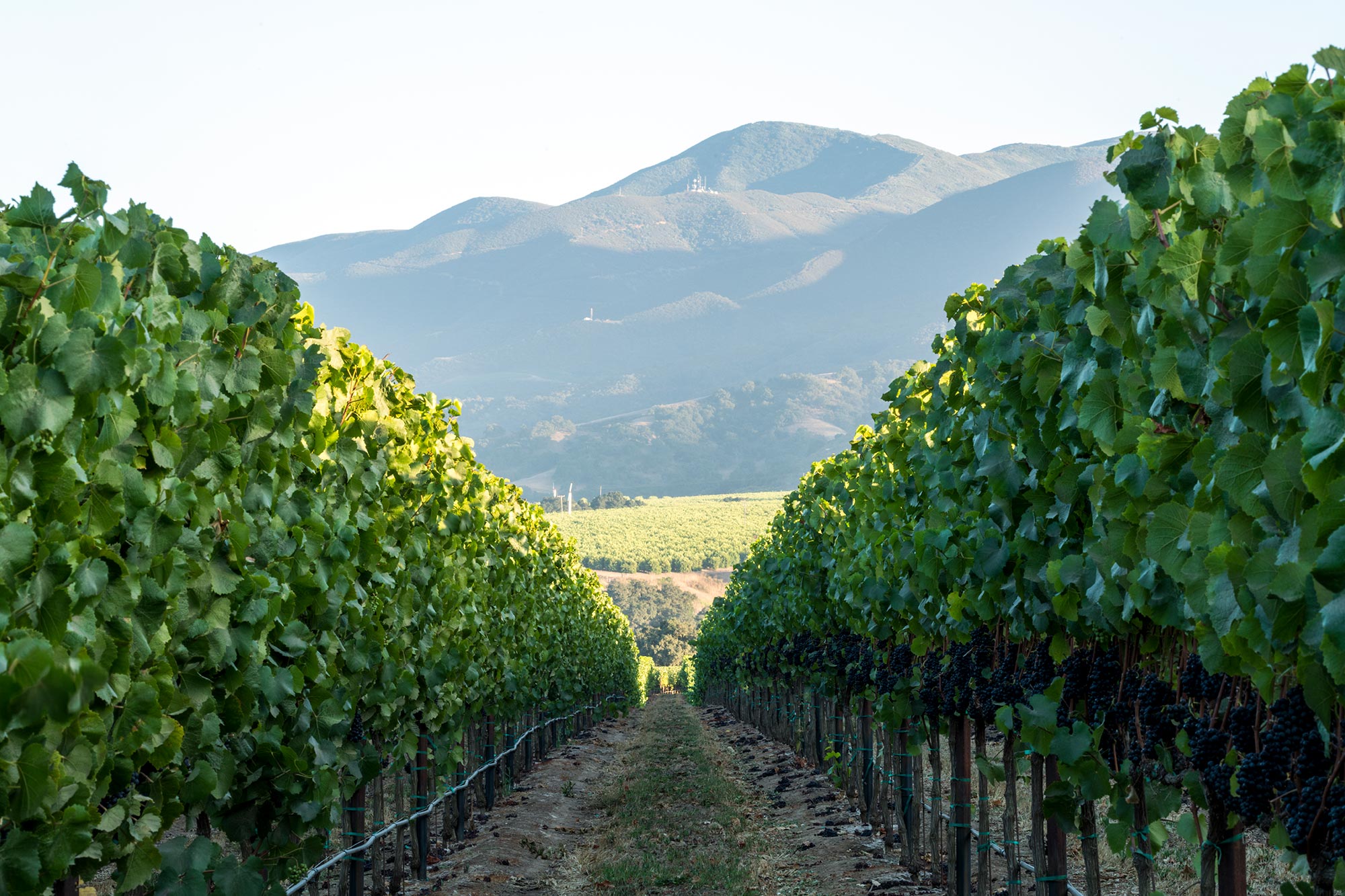 Scenic view of Garys' Vineyard