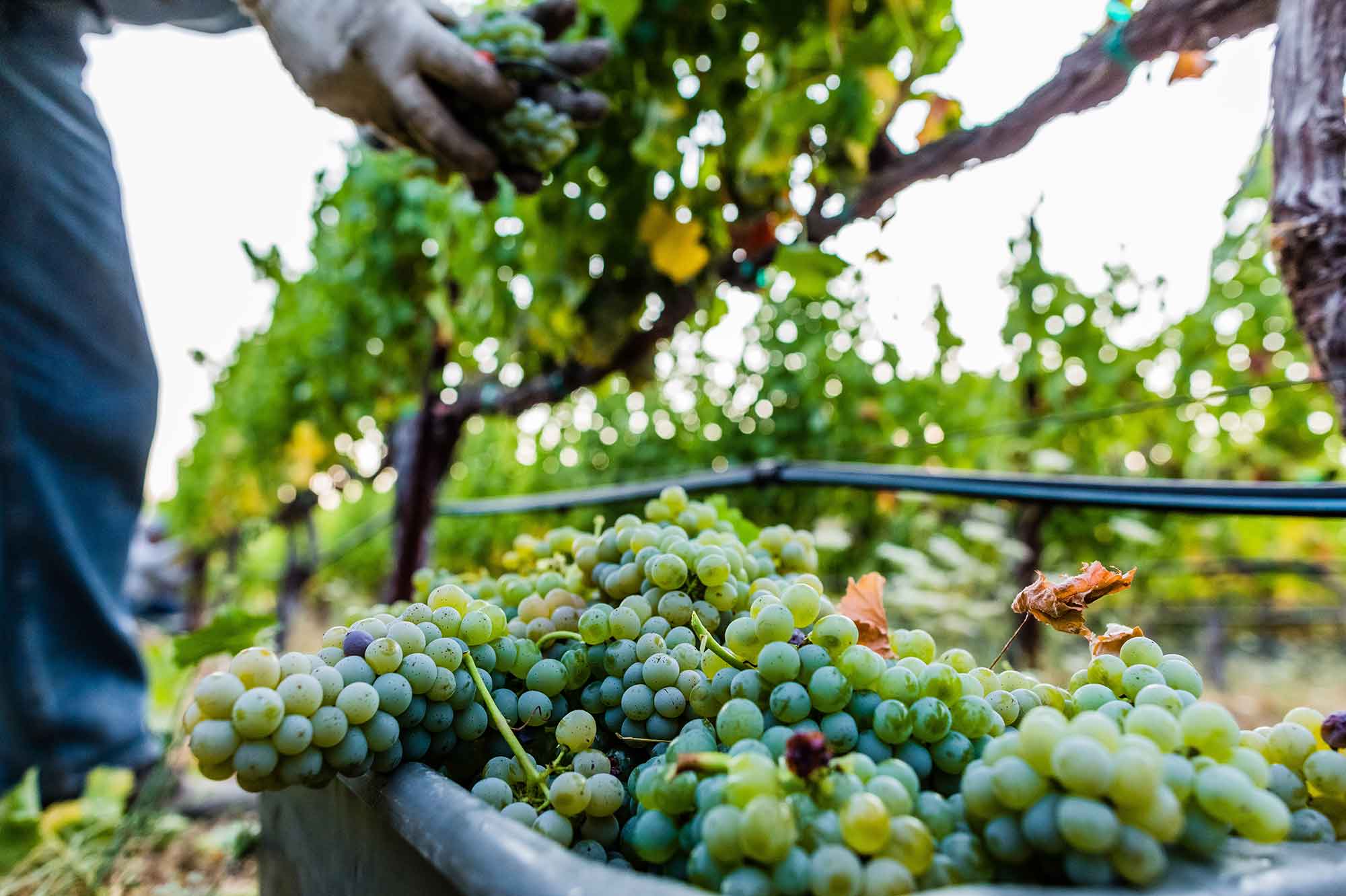 Harvesting Sauvignon Blanc grapes