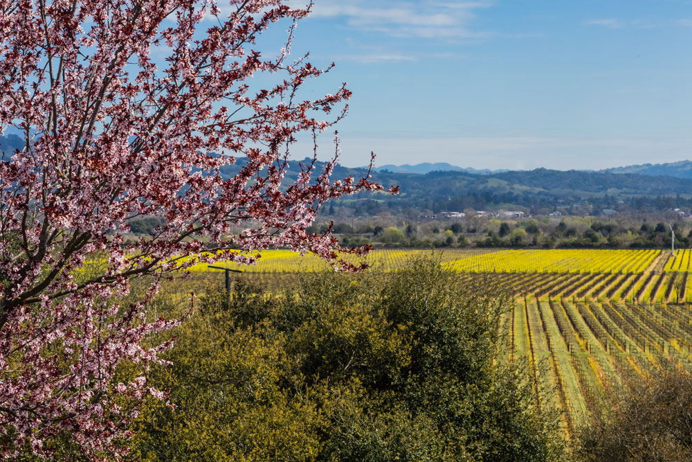 Mustard at Twomey Healdsburg Estate Vineyard