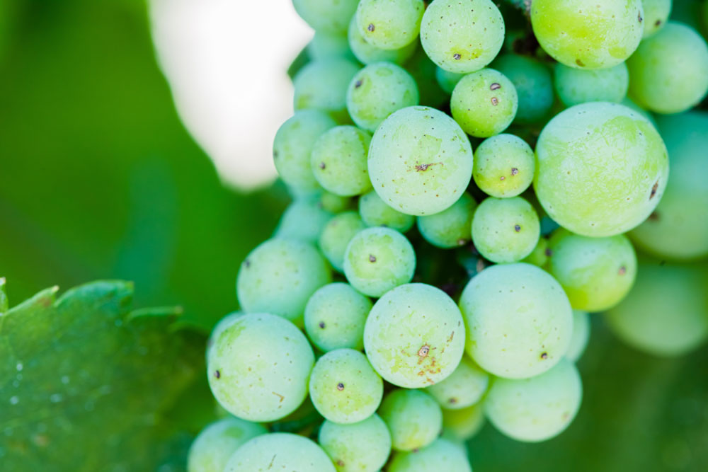Sauvignon Blanc at Twomey Healdsburg Estate Vineyard