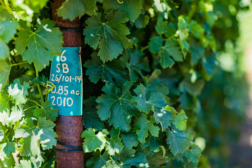 Vineyard block signage