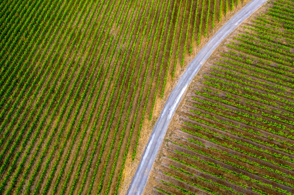 Vineyard rows at Last Stop