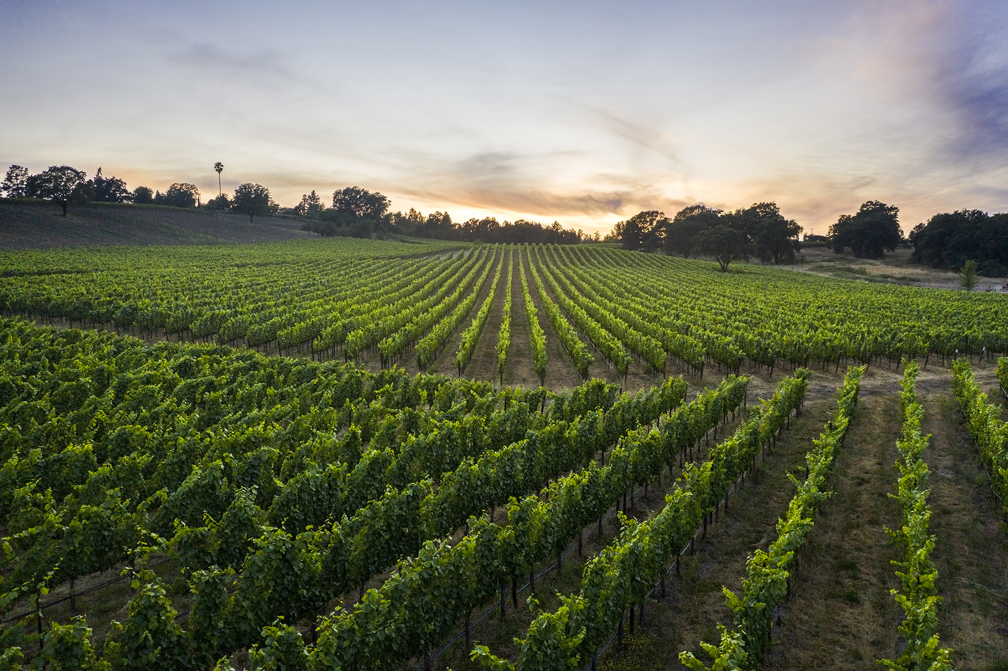 Rows of Grape vines at Twomey vineyards