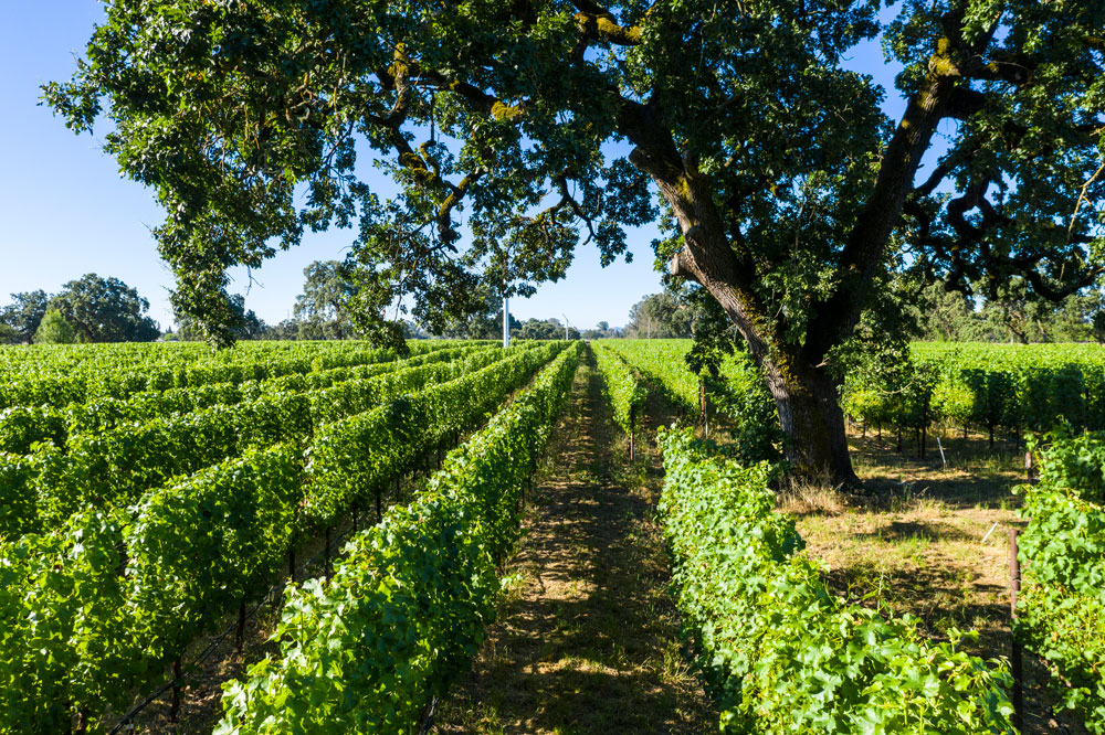 Twomey Merino Vineyard