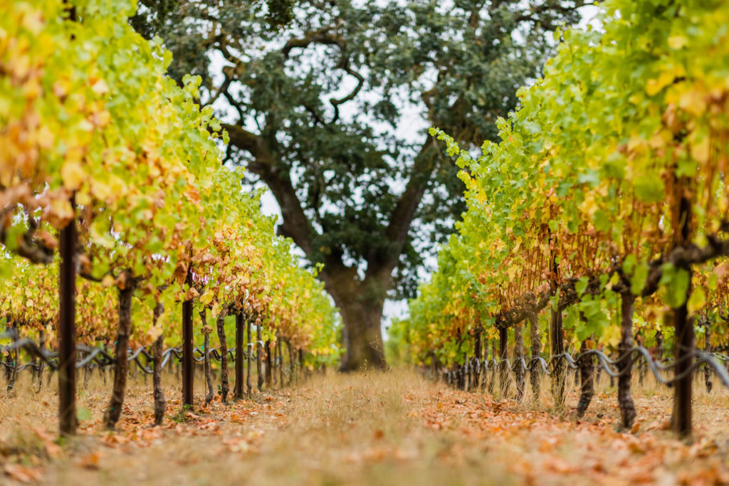 Autumn at Merino Vineyard