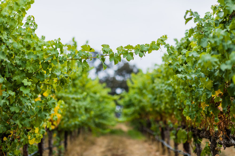 Cool climate at Merino Vineyard