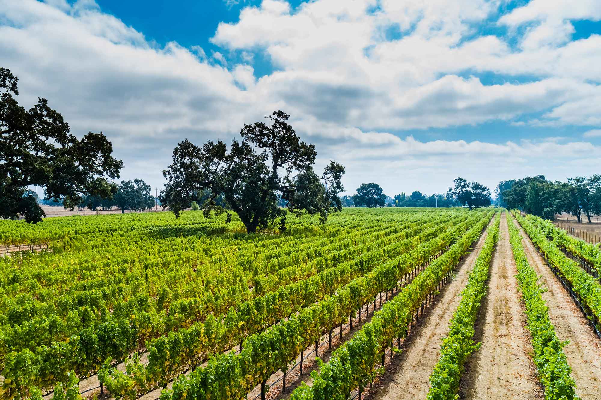 Scenic view of Twomey Merino Vineyard