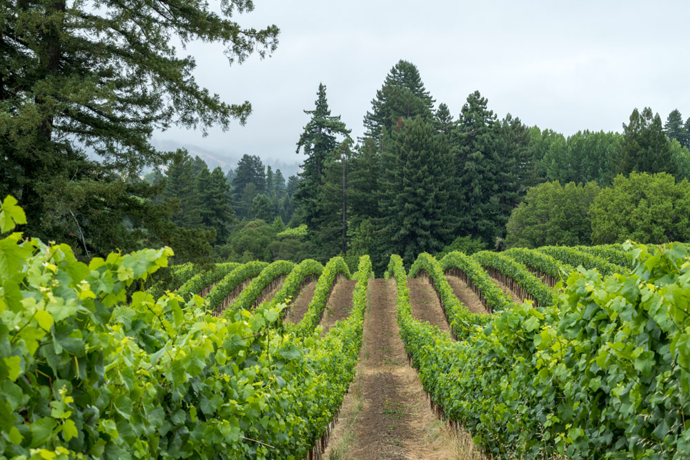 Monument Tree Vineyard