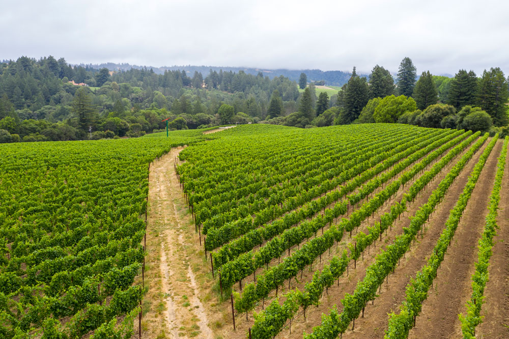 Vineyard rows at Monument Tree Vineyard