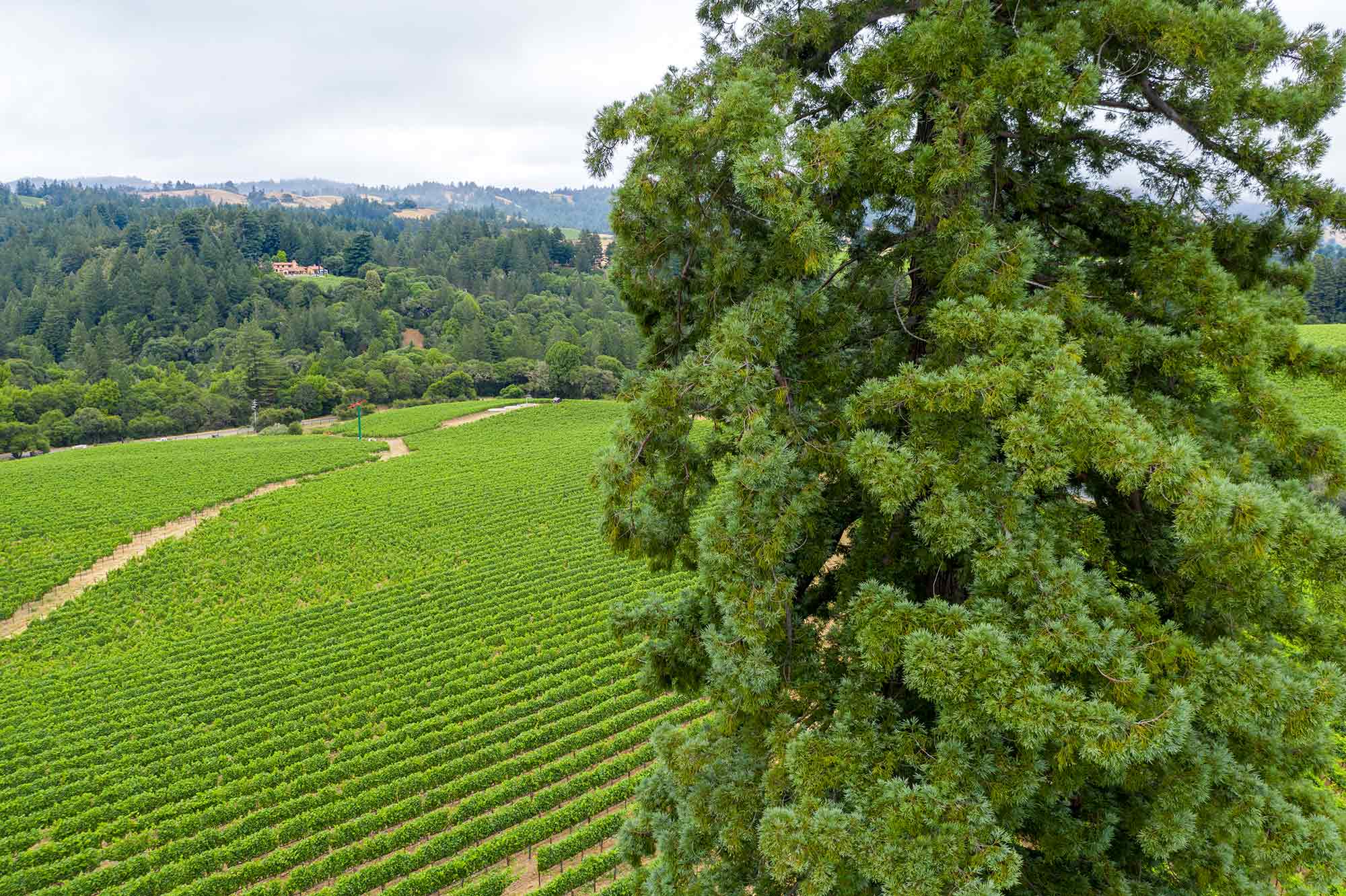 Scenic view of Monument Tree Vineyard