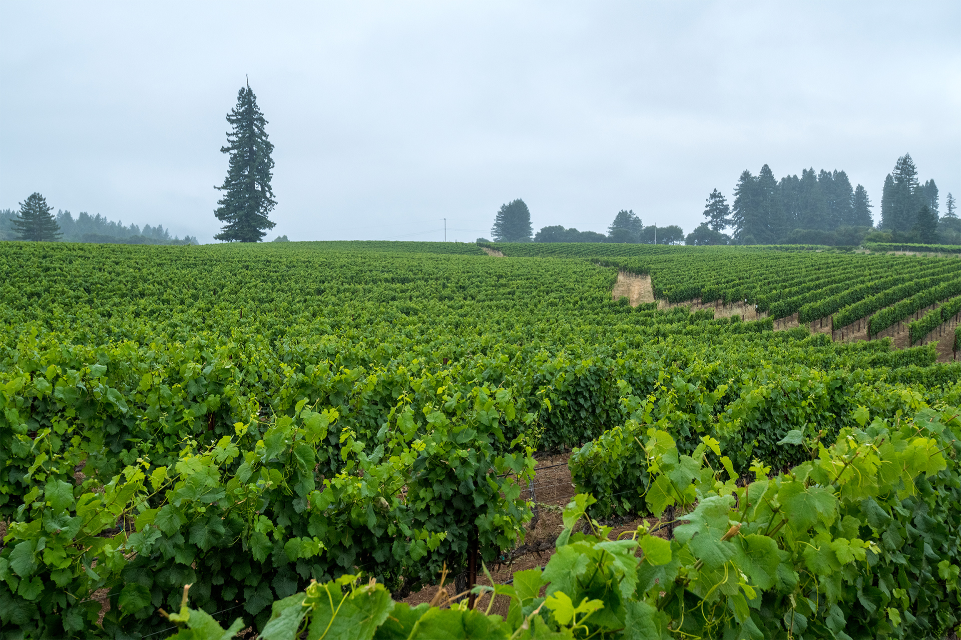 Twomey Monument Tree vineyard scenic