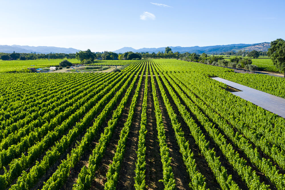 Sauvignon Blanc vineyard rows in Oakville