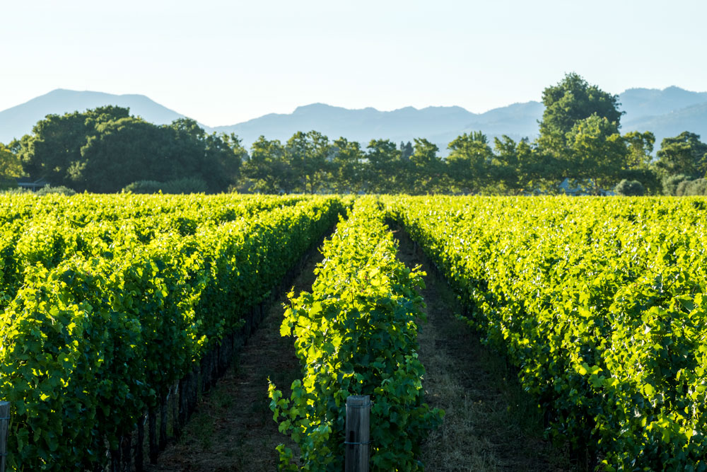 Vineyard rows at Twomey Oakville Estate Vineyard