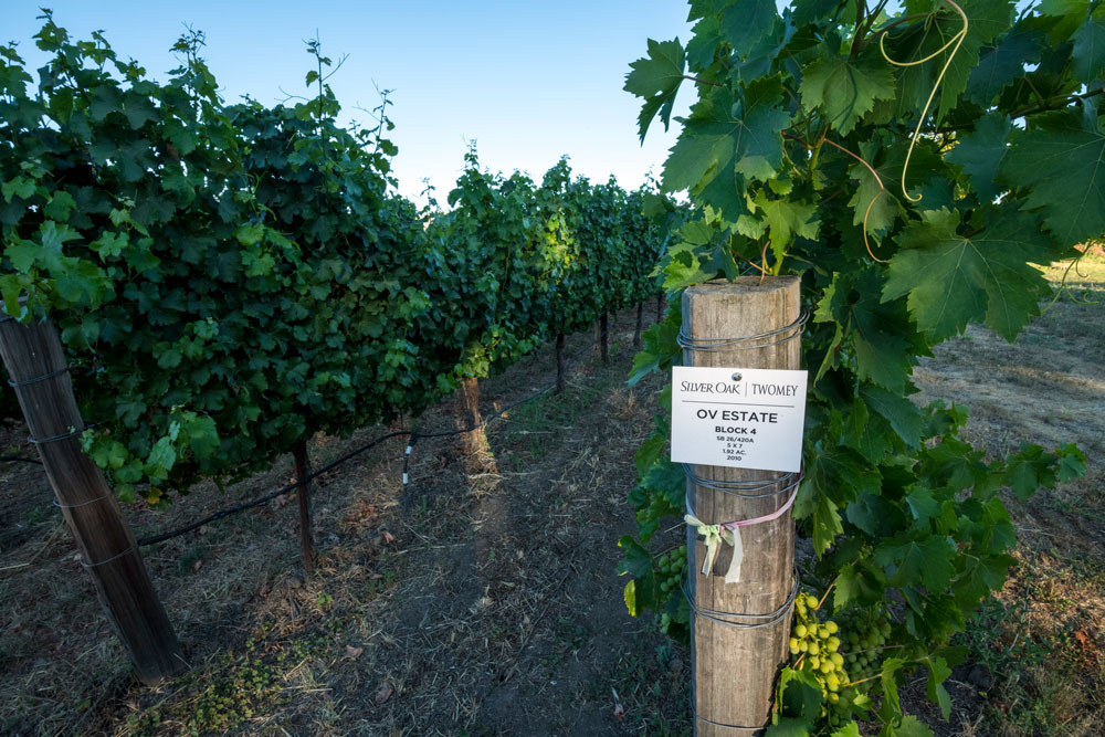 Vineyard block signage at Oakville Estate Vineyard