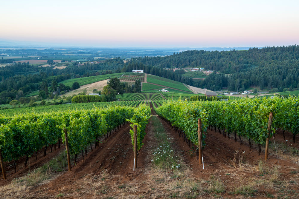 Prince Hill Vineyard