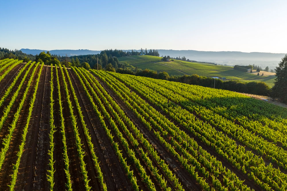Prince Hill Vineyard in Dundee, OR