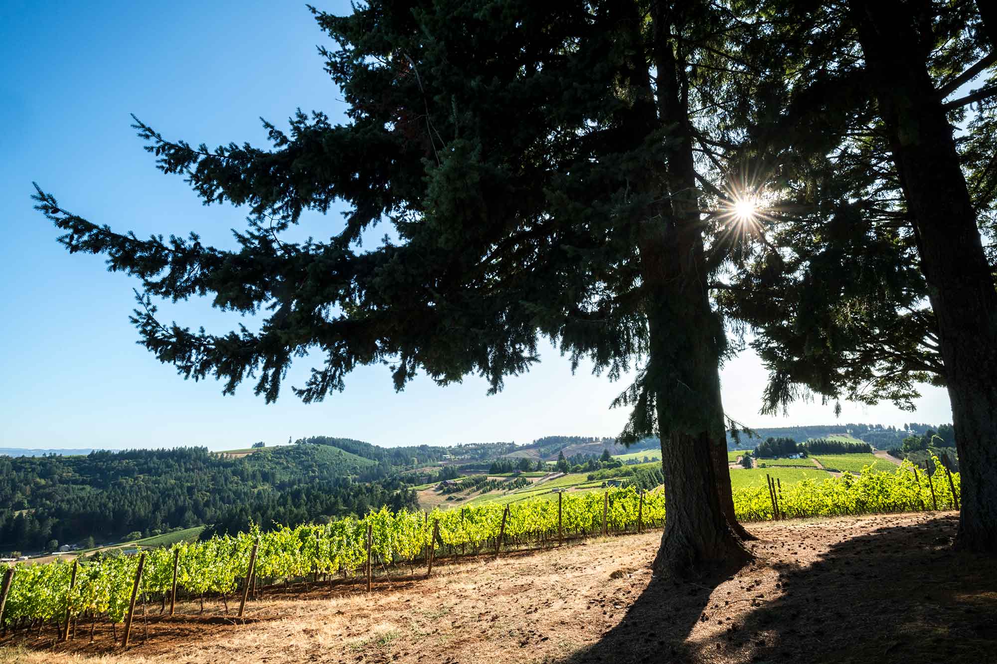 Scenic view of Prince Hill vineyard