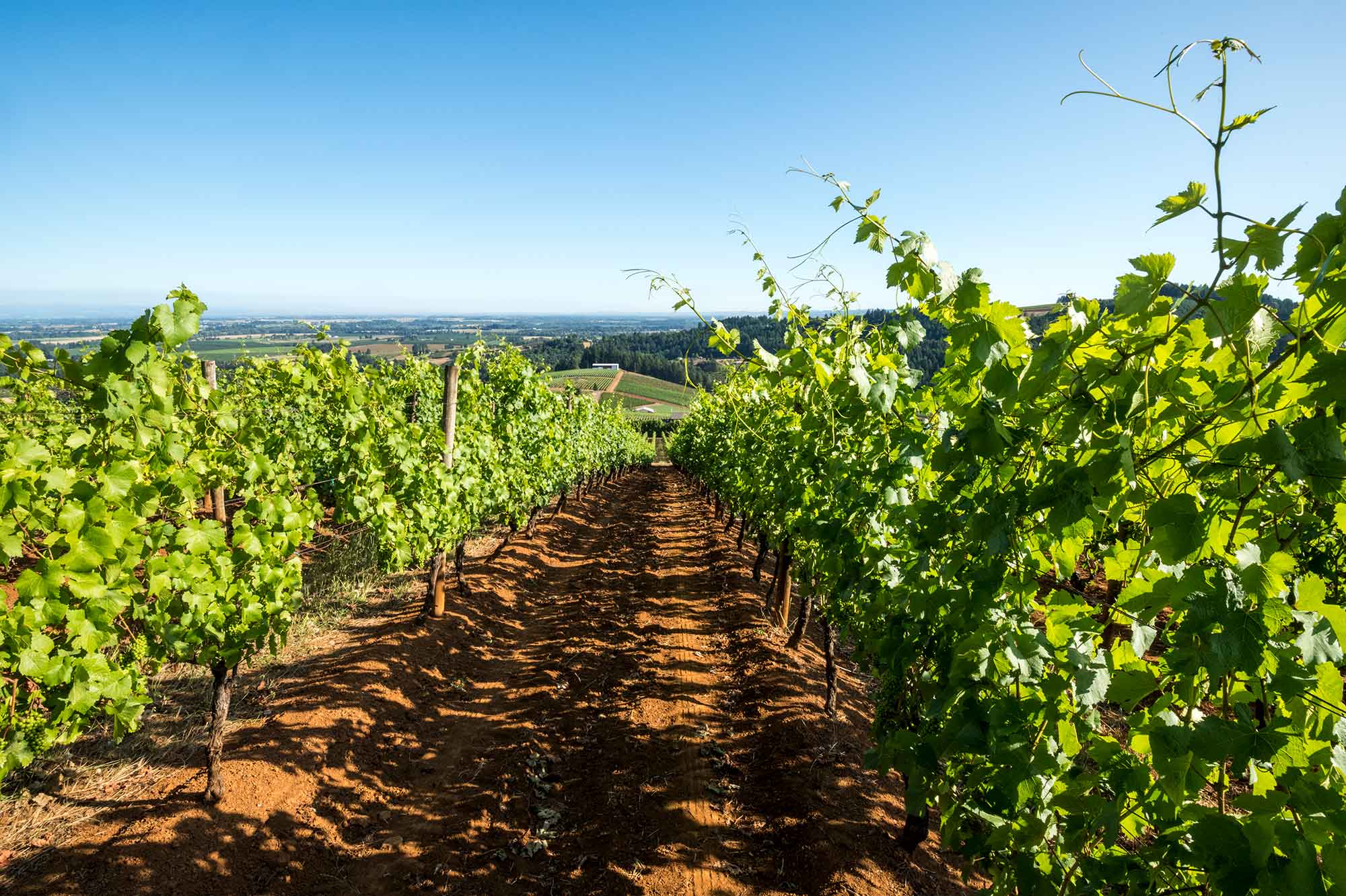 Scenic view of Prince Hill Vineyard