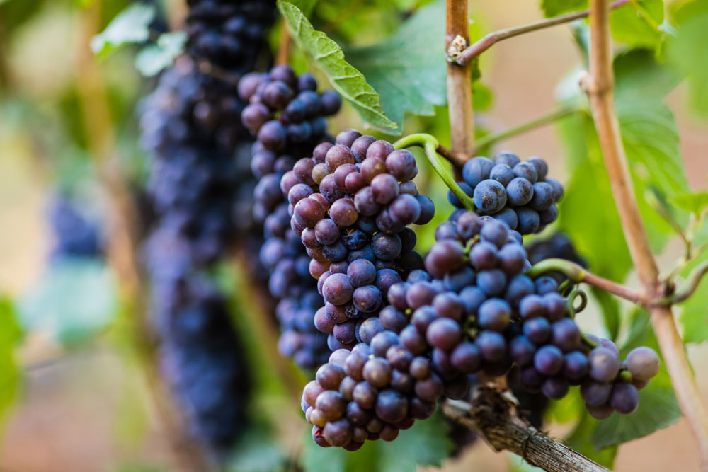 Pinot Noir from Dundee Hills