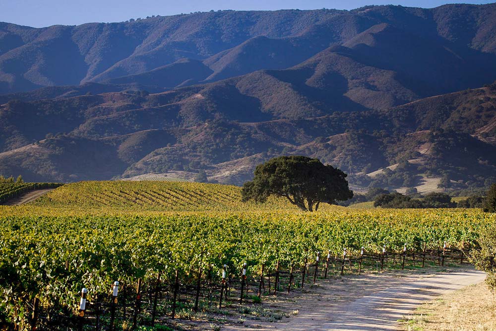 Sobranes Vineyard, Santa Lucia Highlands