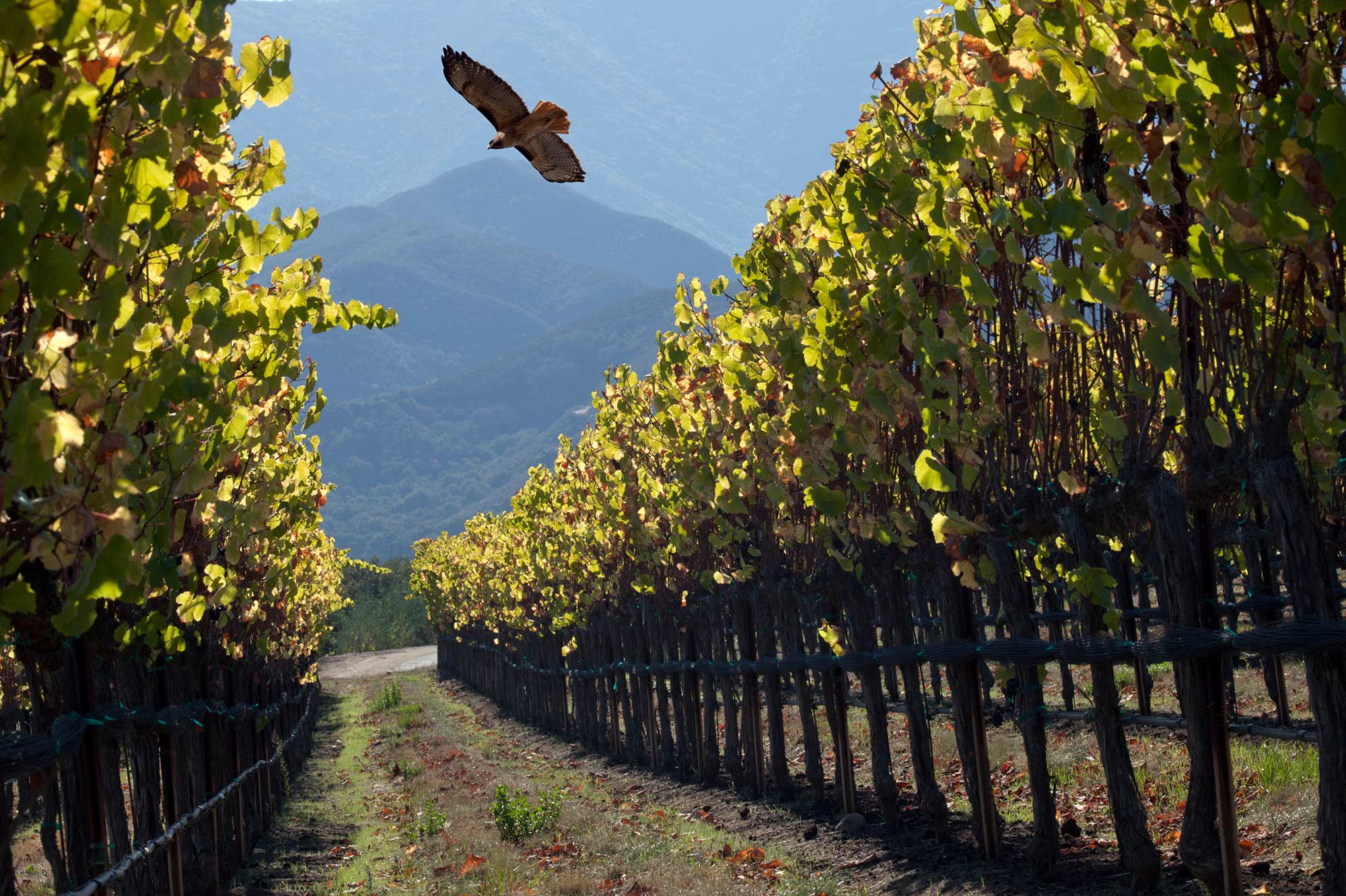 Eagle flies over Soberanes Vineyard