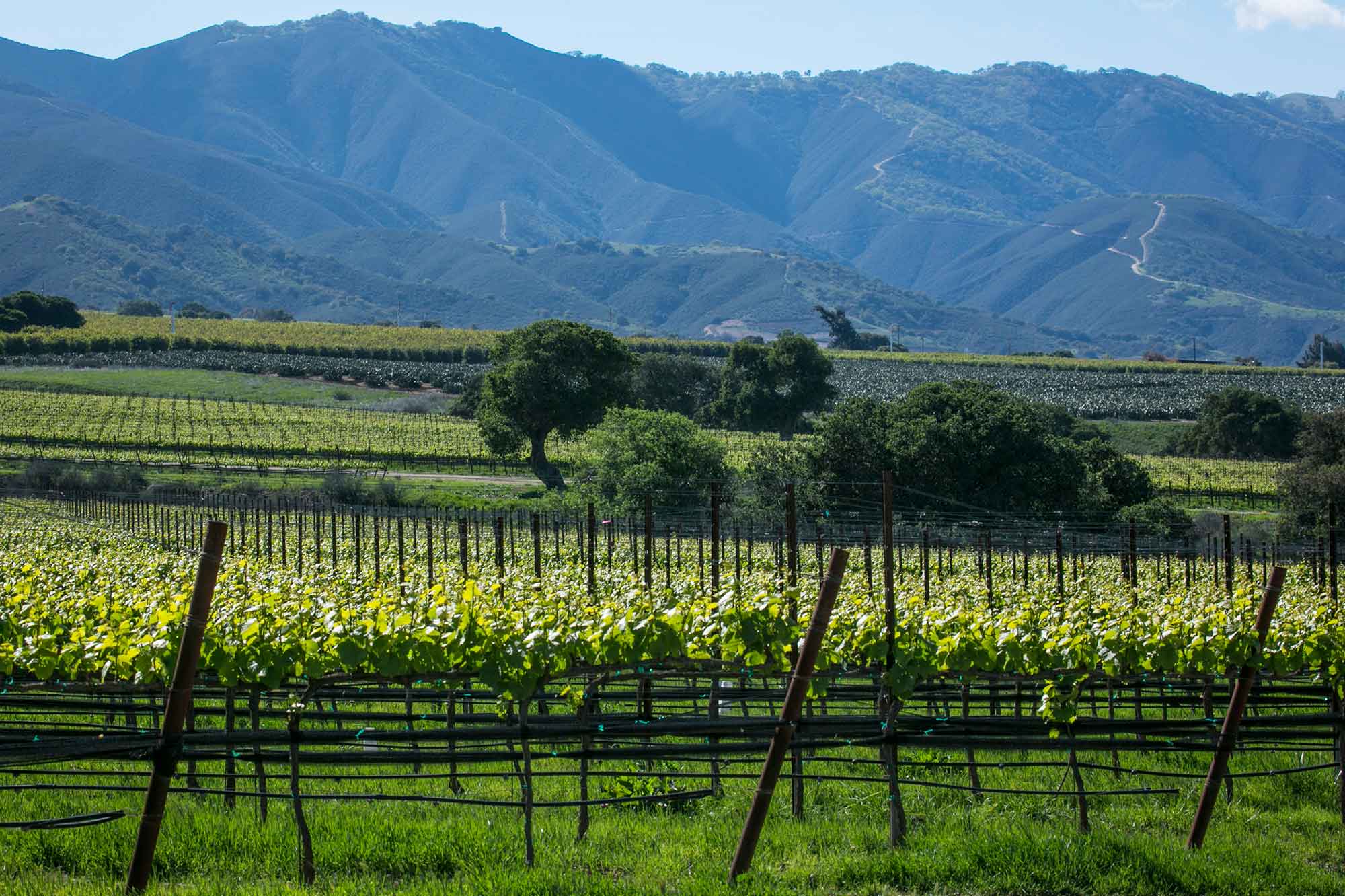 Scenic view of Soberanes Pinot Noir vineyard