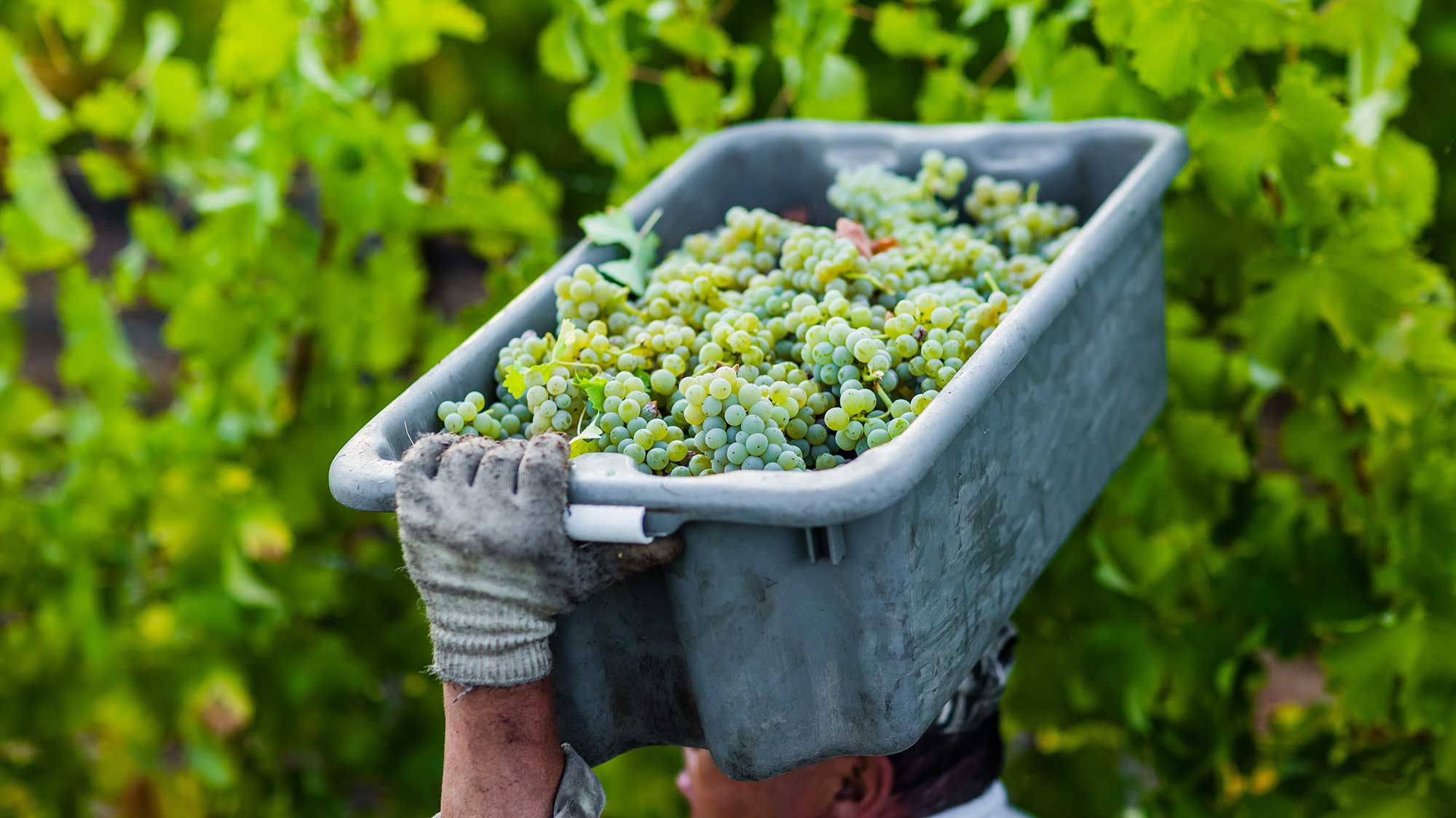 Vineyard worker carrying bin of grapes