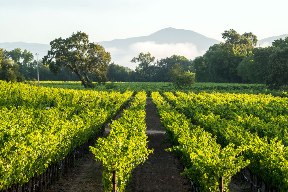 Westpin Vineyard