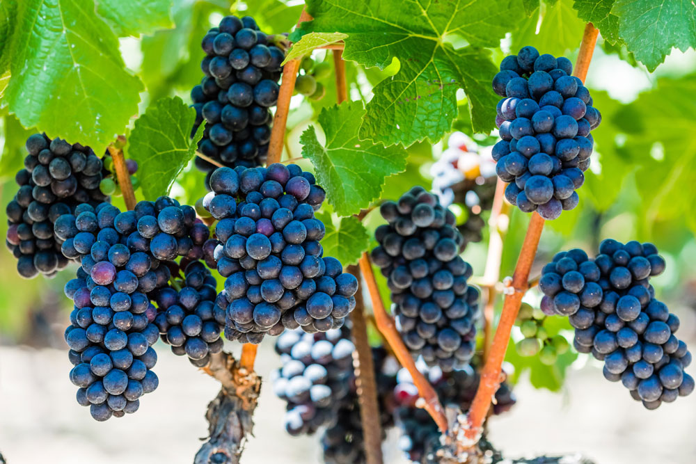 Pinot Noir at Westpin Vineyard
